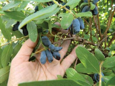 The Honeyberry: A Subzero Gardening Hero Image